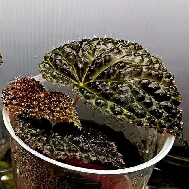 雜交秋海棠 (baik x 龍冑) Begonia sp. (baik x dracopelta)