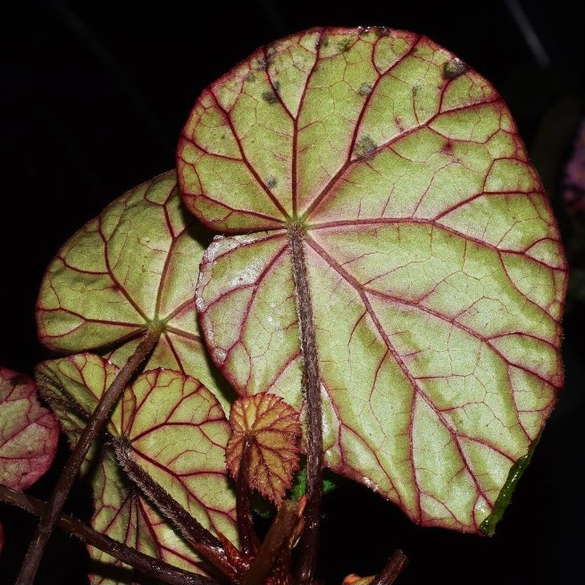 秋海棠 Begonia sp. Red vein:圖片 2