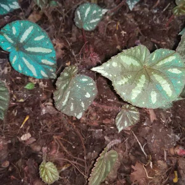 秋海棠 Begonia sp. Reflective blue:圖片 2