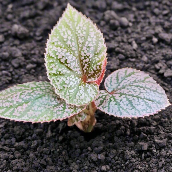 秋海棠 Begonia U062