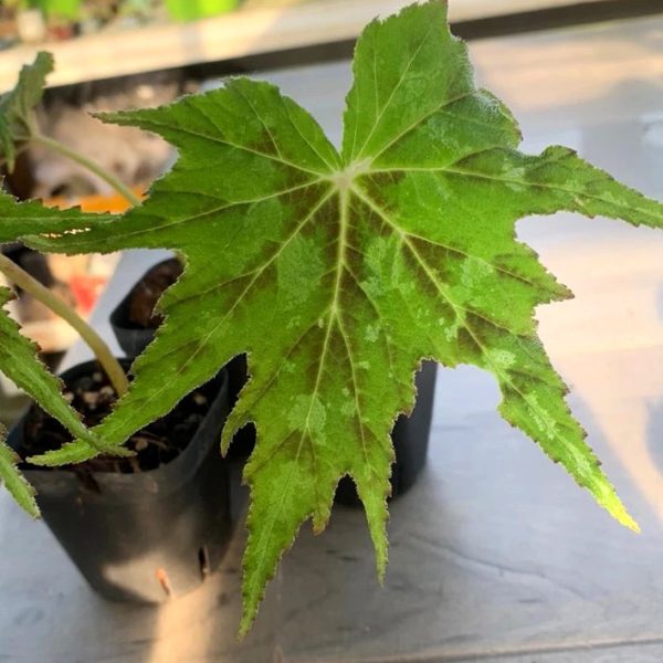 大理秋海棠 Begonia taliensis