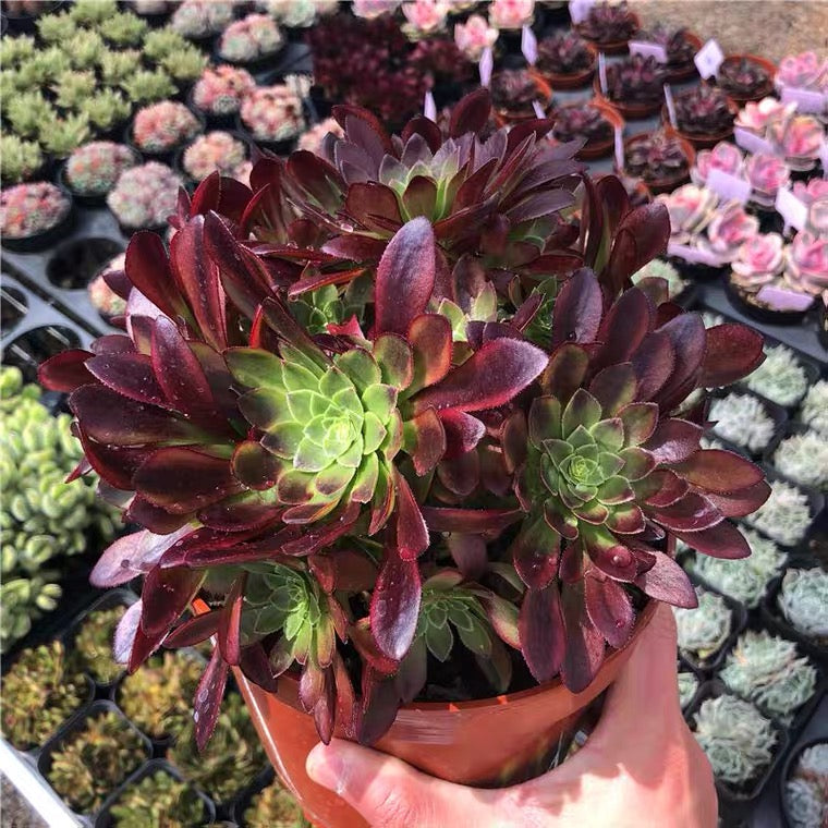 黑法師蓮花掌屬 Black Magic (Aeonium)：圖片 2