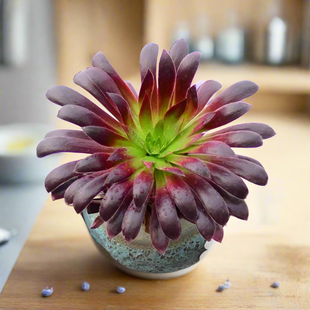 黑法師蓮花掌屬 Black Magic (Aeonium)