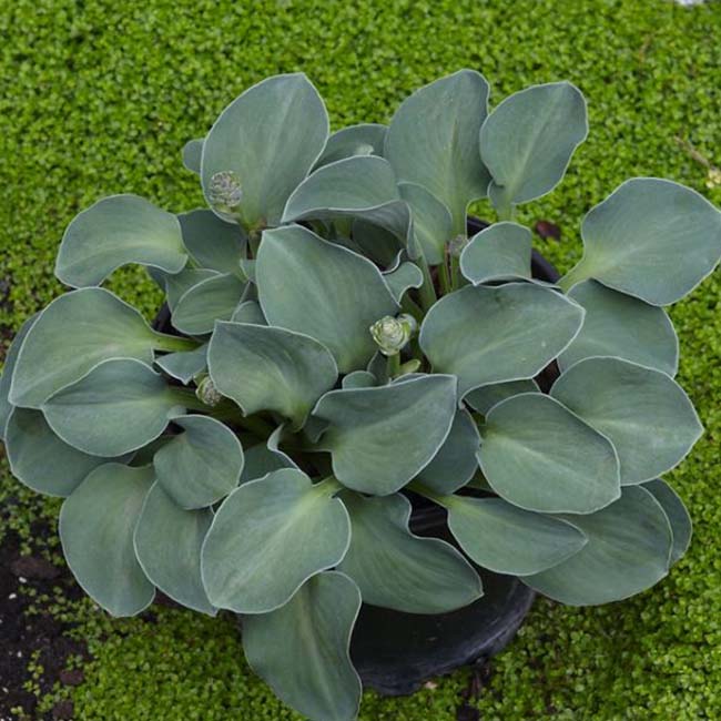 玉簪花 Blue Mouse Ears Hosta：圖片 2