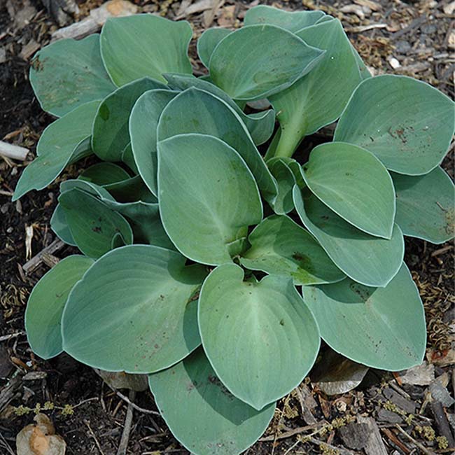 玉簪花 Blue Mouse Ears Hosta：圖片 4