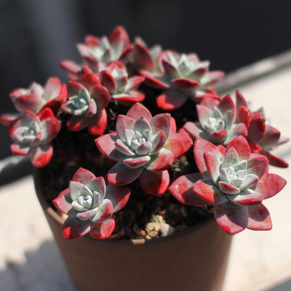 法瑞諾莎仙女杯 Bluff lettuce (Dudleya farinosa) (2-3cm):圖片 2