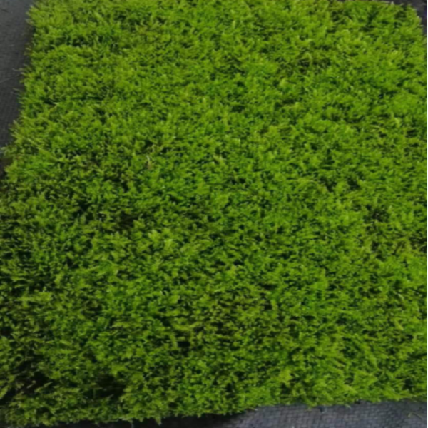 青藓 Brachythecium albicans
