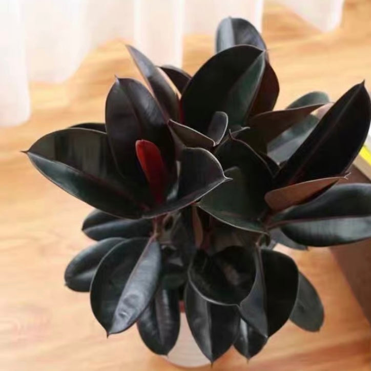 印度榕 Burgandy (Ficus elastica)