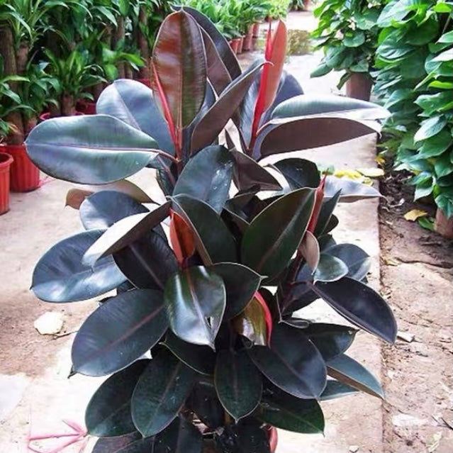 印度榕 Burgandy (Ficus elastica):圖片 2