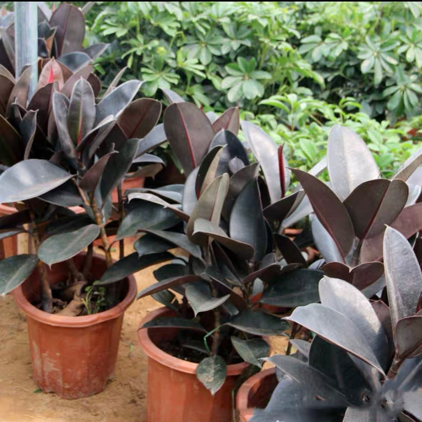 印度榕 Burgandy (Ficus elastica):圖片 3