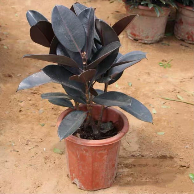 印度榕 Burgandy (Ficus elastica):圖片 5
