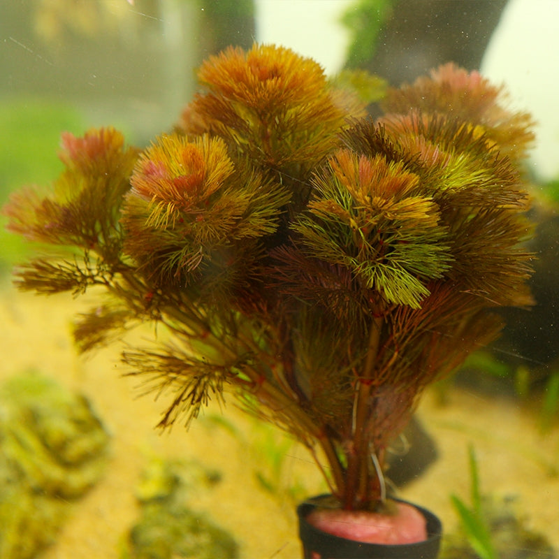 紅穗莼 Cabomba piauhyensis (Wabi-Kusa):圖片 3