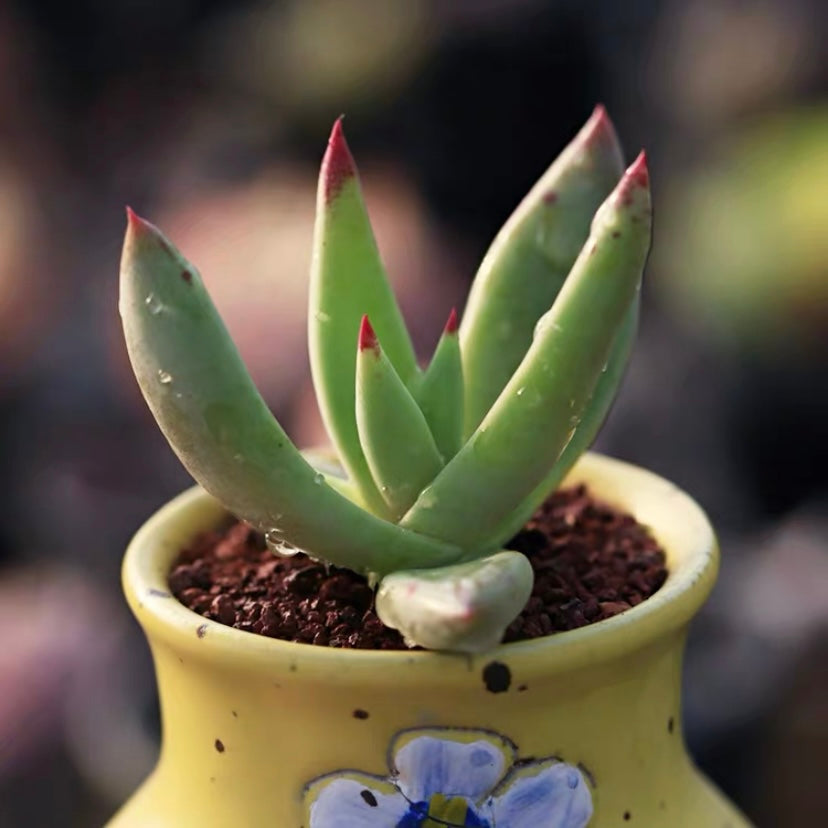 阿爾比芙洛亞仙女杯 Cactus Jungle (Dudleya albiflora)：圖片 2