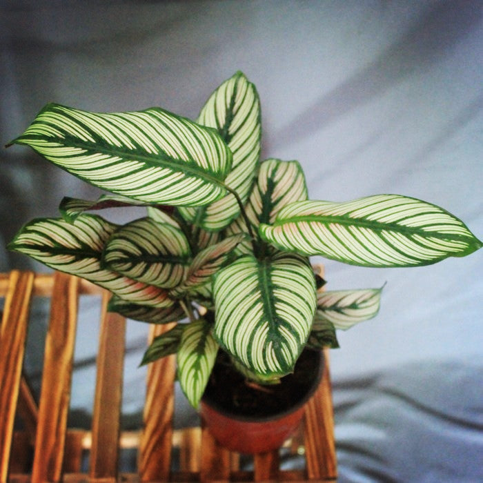 绿羽竹芋 Calathea majestica 'White star'：圖片 3