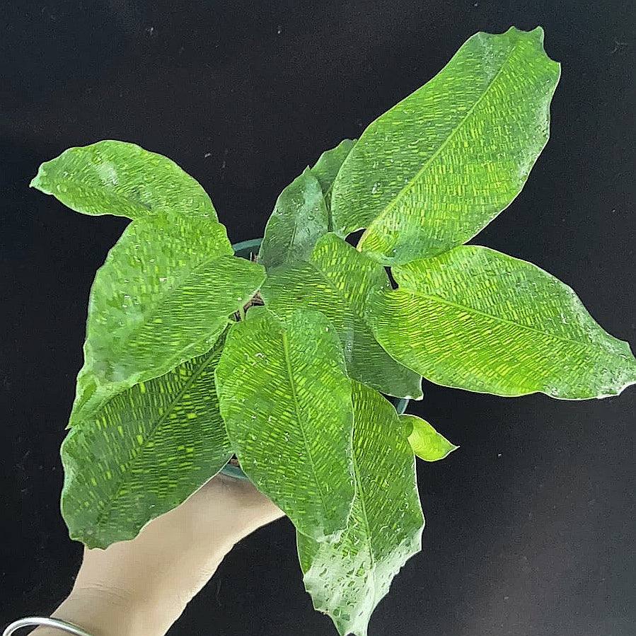 網文竹芋 Calathea musaica 'Network':圖片 2