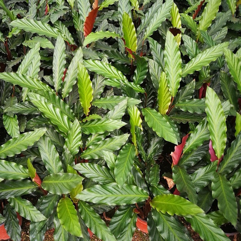 波浪竹芋 Calathea rufibarba:圖片 8