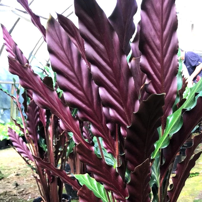 波浪竹芋 Calathea rufibarba:圖片 7