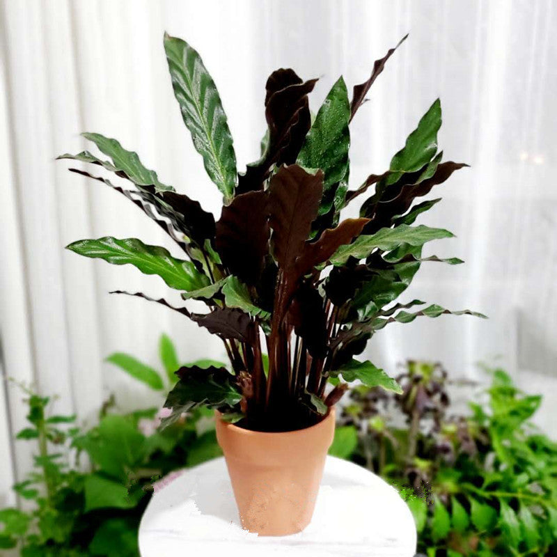 波浪竹芋 Calathea rufibarba：圖片 2