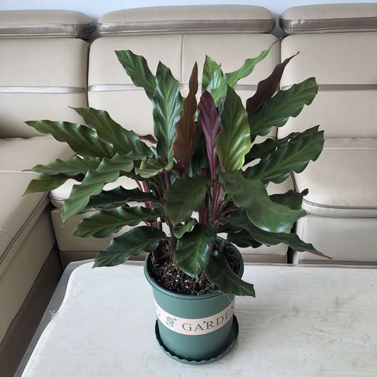 波浪竹芋 Calathea rufibarba：圖片 4