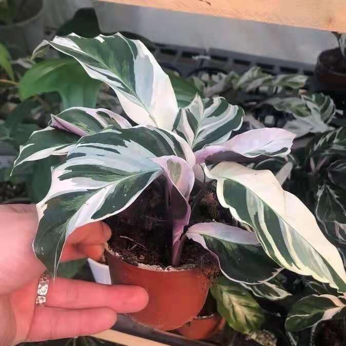 白油畫竹芋 Calathea 'White Fusion' (9-12cm):圖片 2