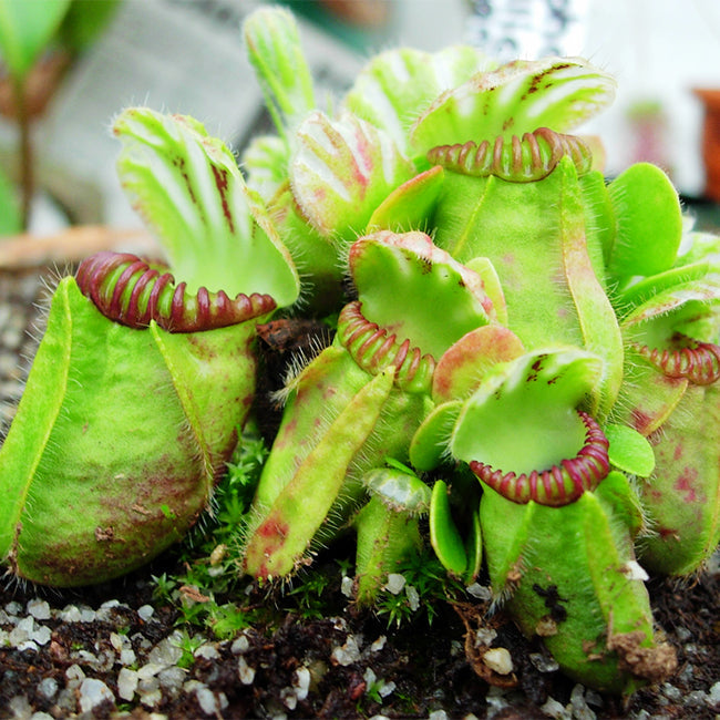 土瓶草 Cephalotus follicularis：圖片 2
