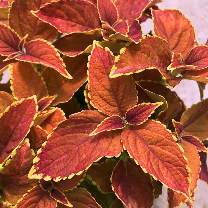 彩葉草 Coleus 'Chocolate Mint'：圖片 2
