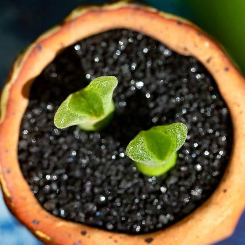 風鈴玉 Ophthalmophyllum littlewoodii (Conophytum devium)