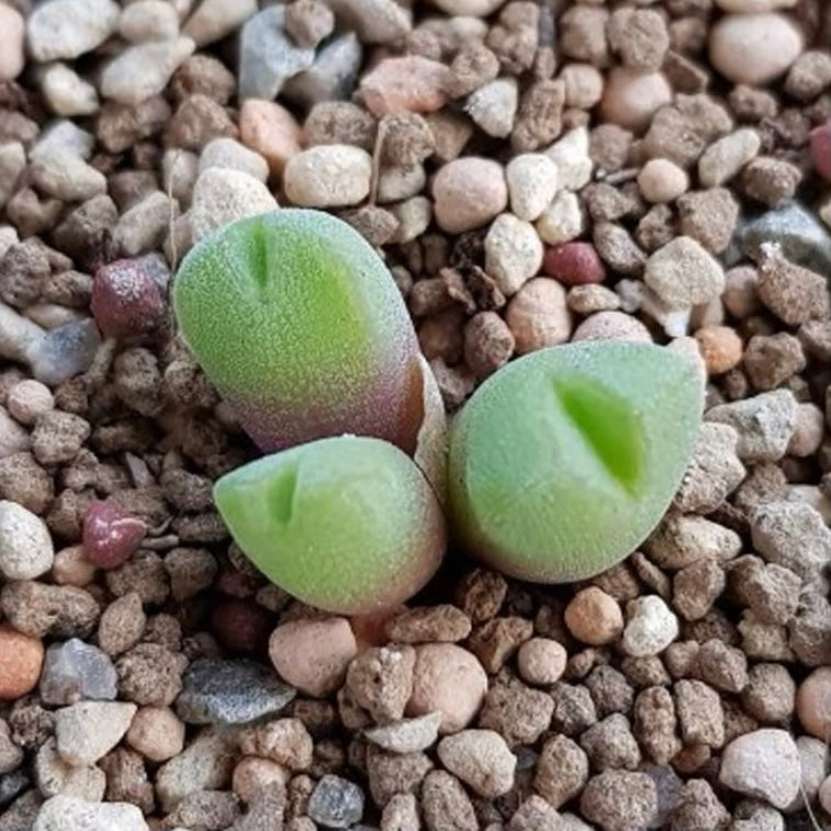 小米雛 Conophytum hians：圖片 3