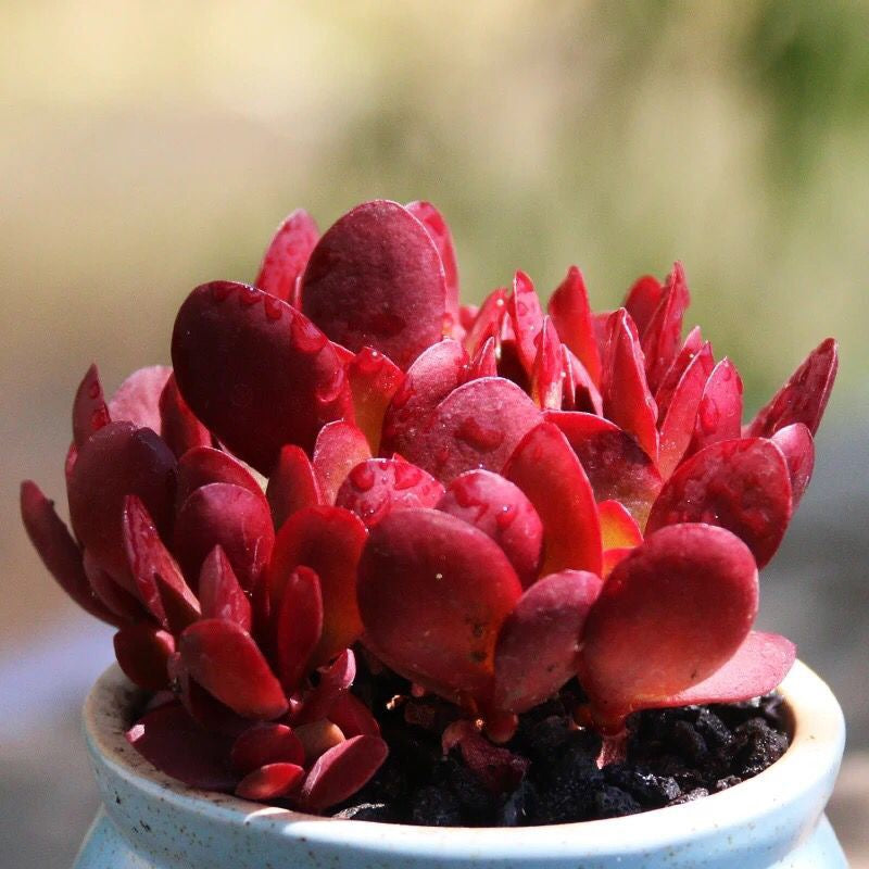 克拉夫 Crassula clavata Purple Butterfly