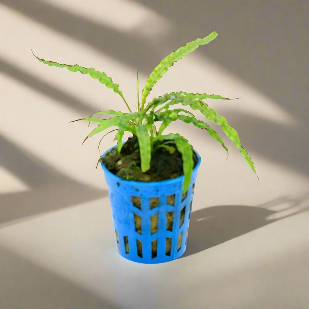 噴泉椒草