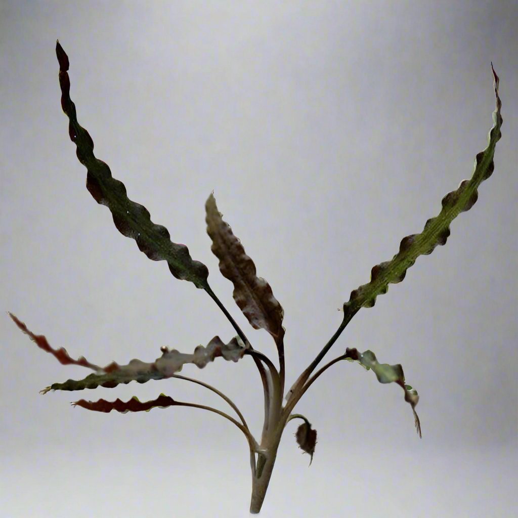 紅亞比椒草 Cryptocoryne albida 'Red':圖片 2