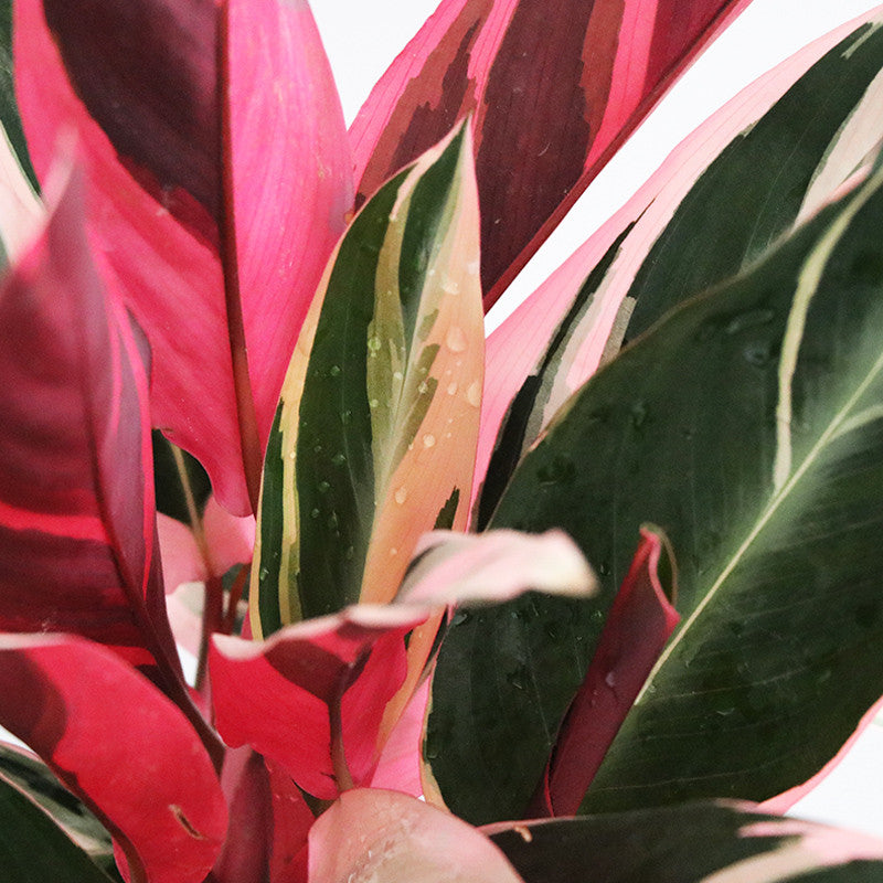 艷錦竹芋 Ctenanthe oppenheimiana:圖片 2
