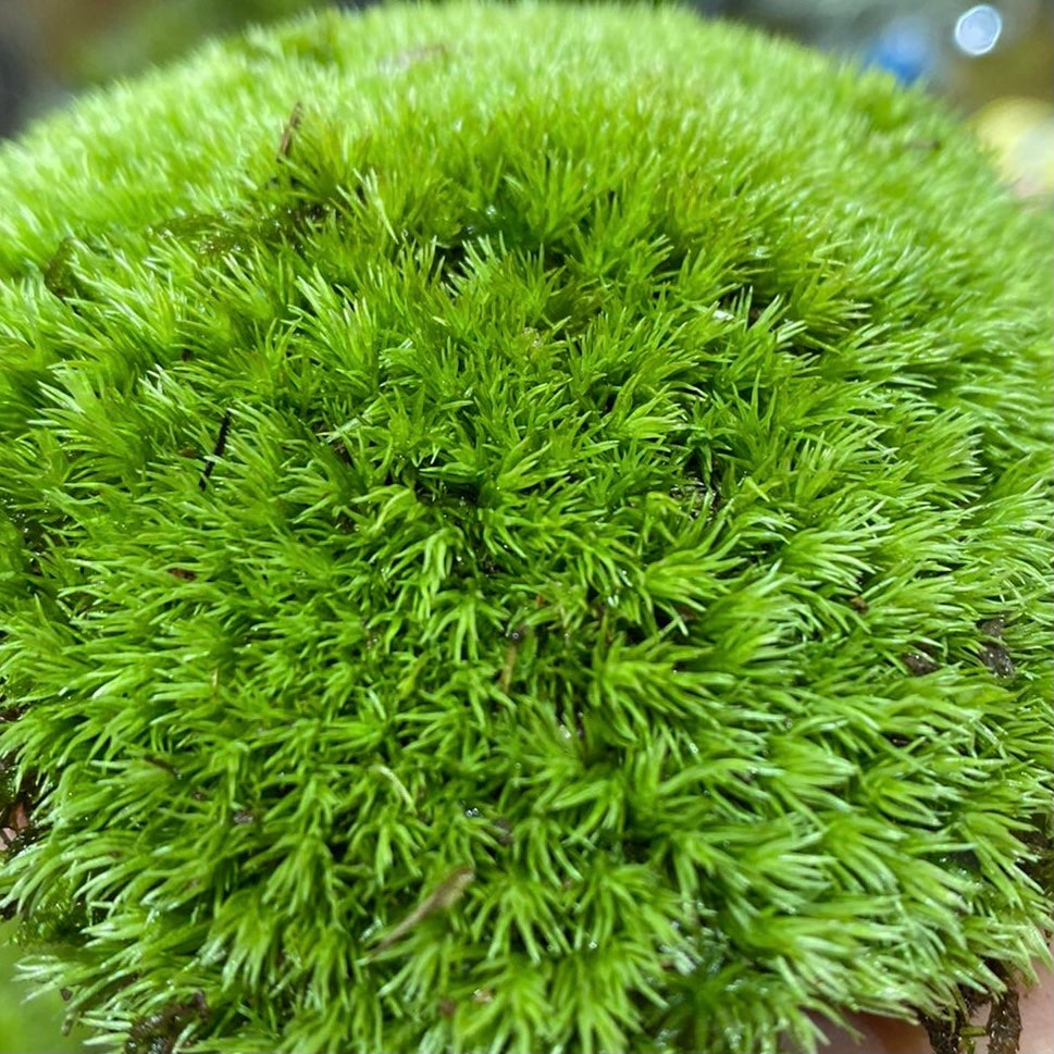 白髮蘚 Cushion Moss (Leucobryum glaucum)：圖片 2