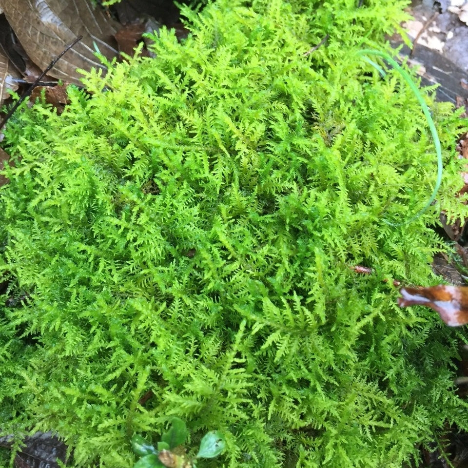 大羽蘚 Cymbifolium Thuidium (Thuidium cymbifolium)：圖片 2