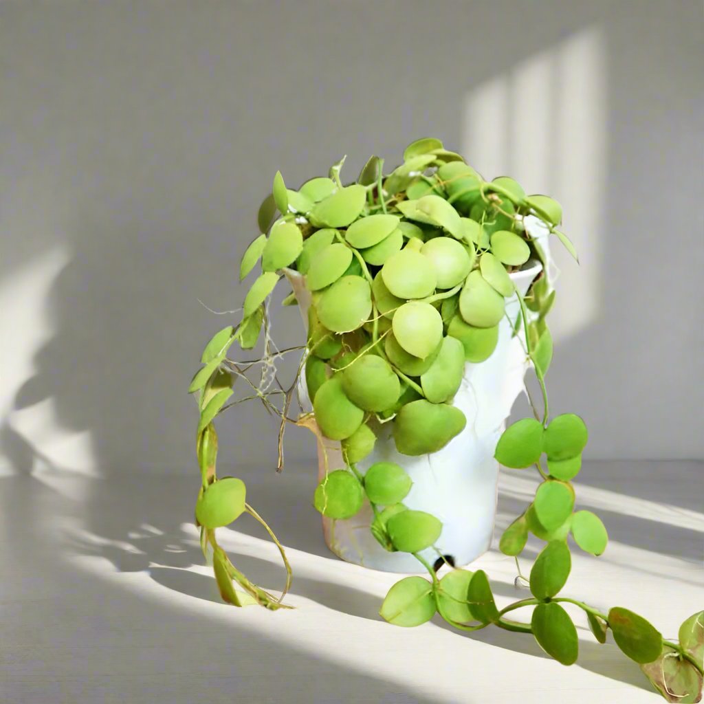 青蛙藤 Kangaroo Pocket (Dischidia vidalii)