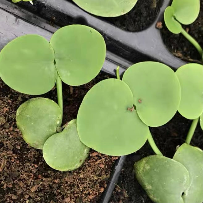 青蛙藤 Kangaroo Pocket (Dischidia vidalii)：圖片 2