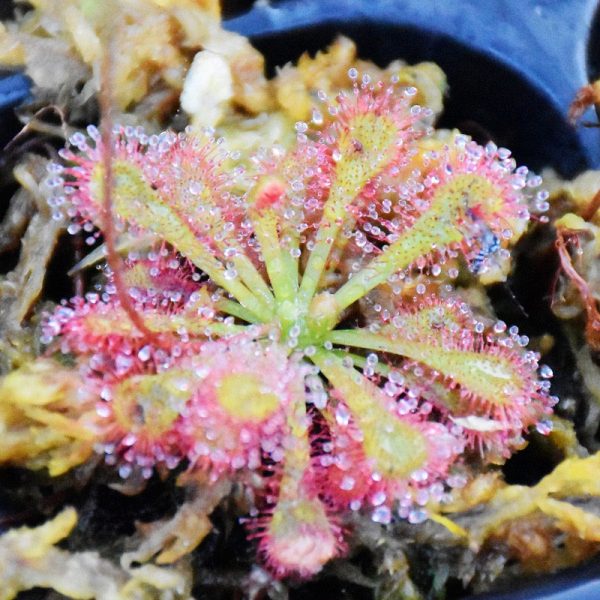 洛弗麗毛氈苔茅膏菜 Drosera lovellae:圖片 3