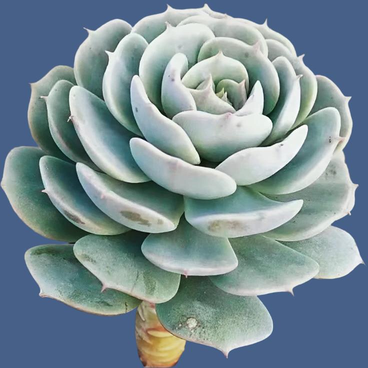 石蓮花雪域 Echeveria 'Deresina'