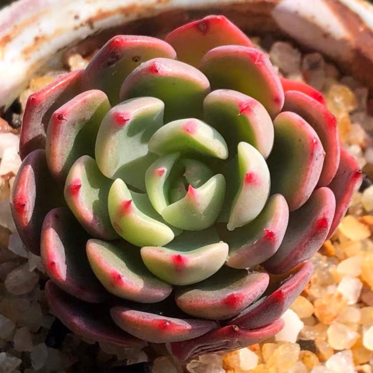 娜娜小勾石蓮花 Echeveria 'Nana Mini Hook':圖片 2