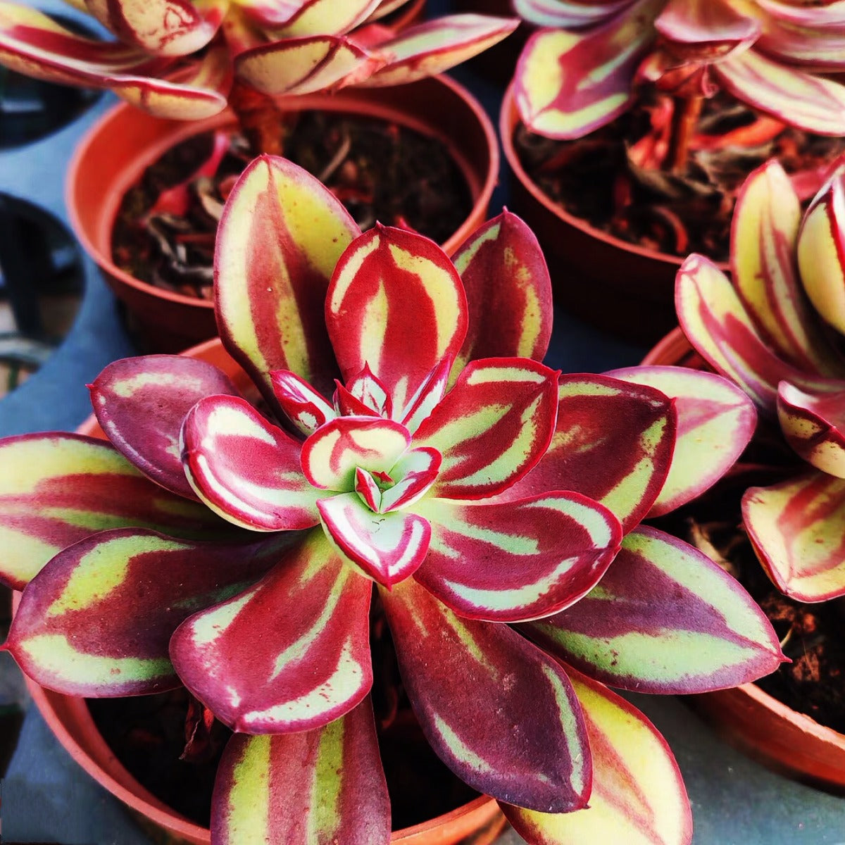 石蓮花紅司 Echeveria nodulosa