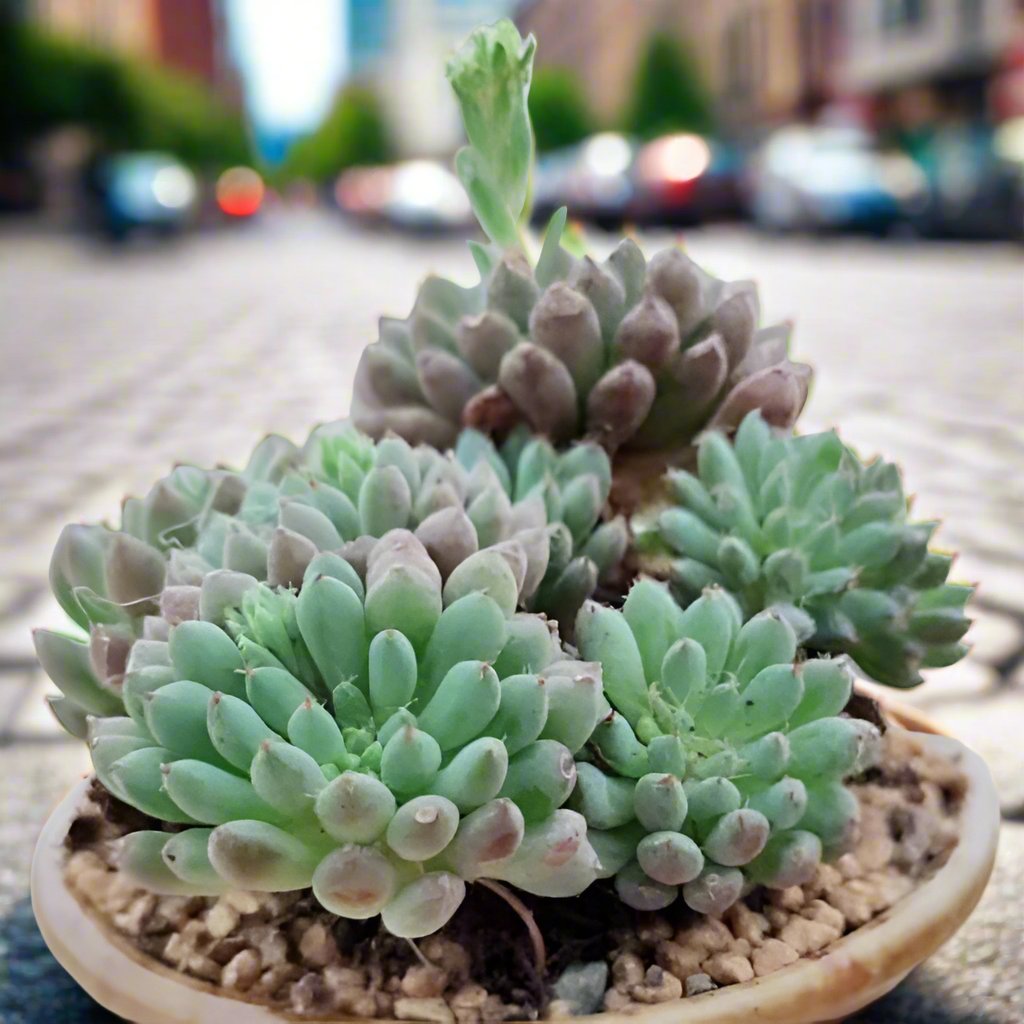 小藍衣石蓮花 Echeveria setosa V. Deminuta