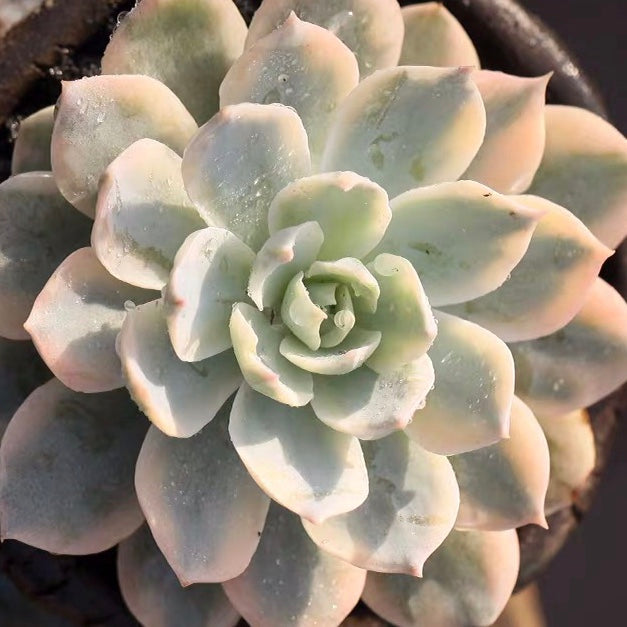 藍石蓮, 老樂 Echeveria subsessilis variegated