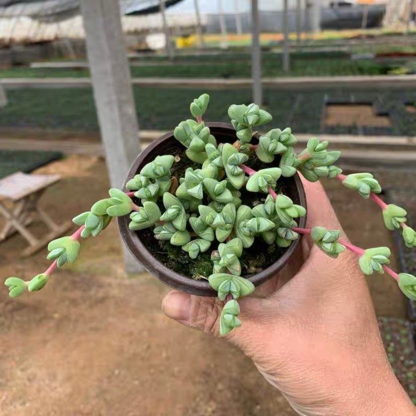 碧玉蓮 Beads Lampranthus (Echinus maximiliani)：圖片 2