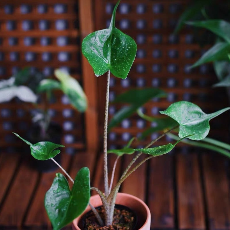 黃貂魚觀音蓮 Elephant Ear 'Stingray' (Alocasia hybrid)：圖片 2