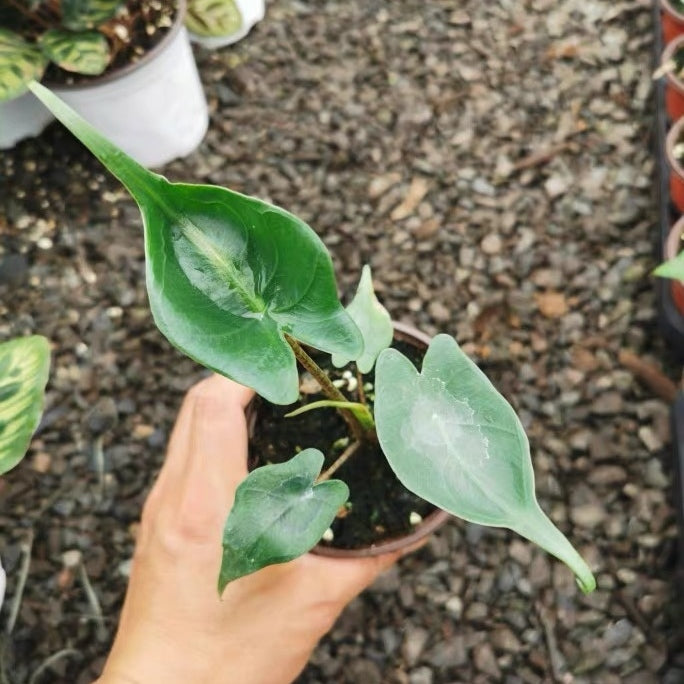 黃貂魚觀音蓮 Elephant Ear 'Stingray' (Alocasia hybrid)：圖片 3