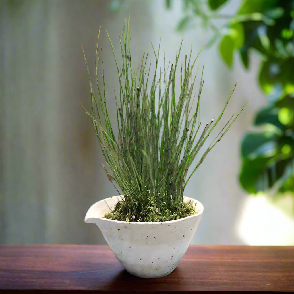 斑紋姬木賊 Variegated Horsetail (Equisetum variegatum)