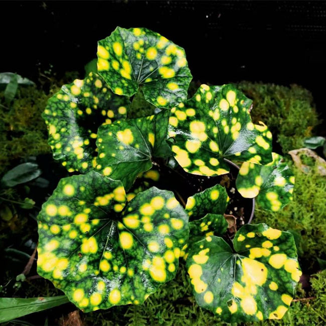 大吳風草 Leopard Plant (Farfugium japonicum 'Aureomaculatum'):圖片 2