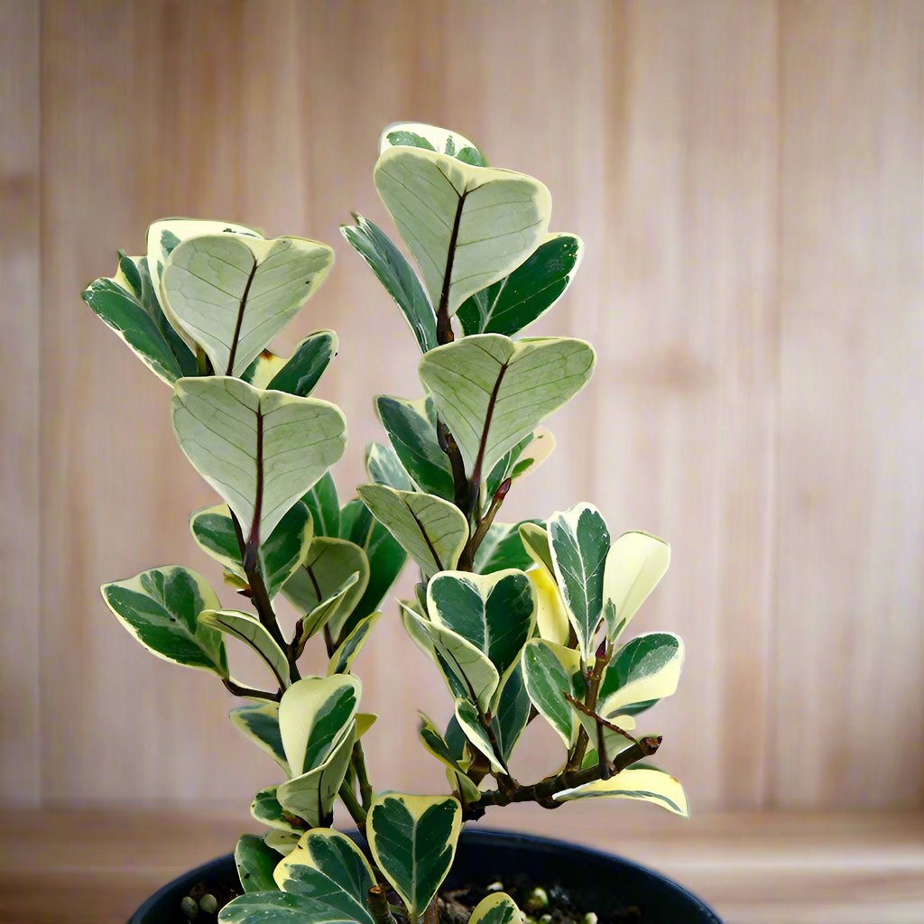 三角榕 Ficus triangularis：圖片 2