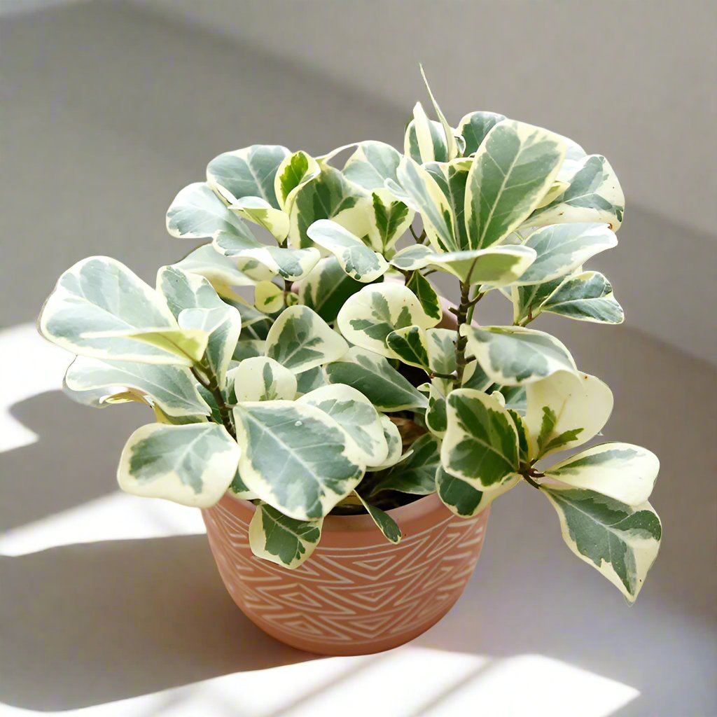 三角榕 Ficus triangularis