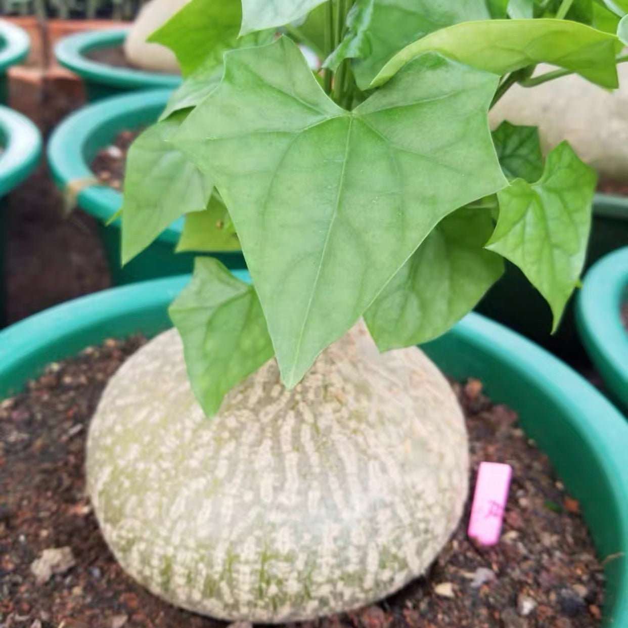 睡布袋 Gerrardanthus macrorhizus:圖片 4